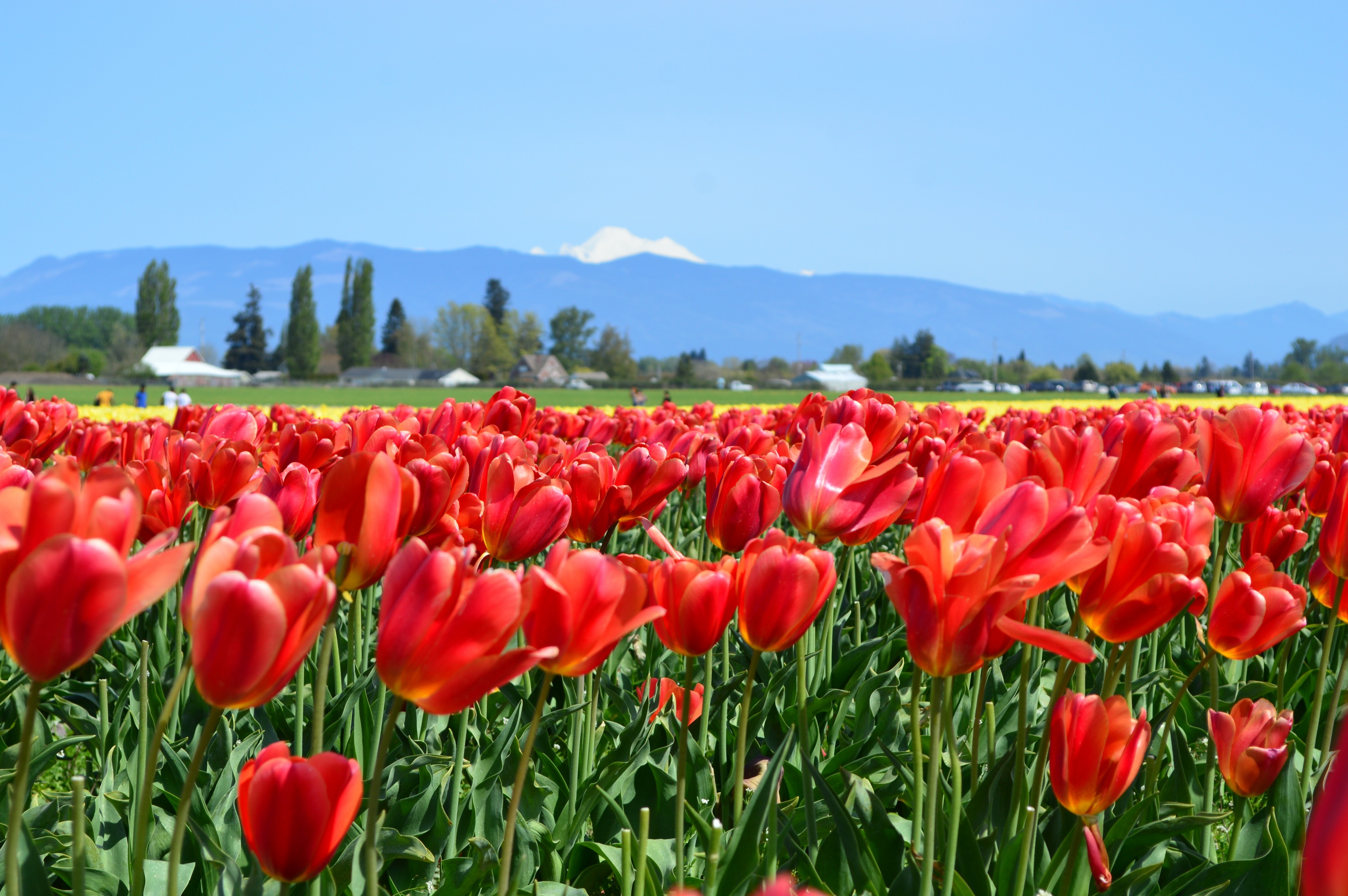 Tulip festival in the Skagit Valley Farm Fresh Washington