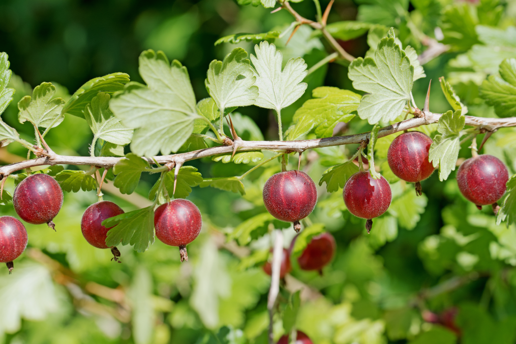 gooseberries – Farm Fresh Washington