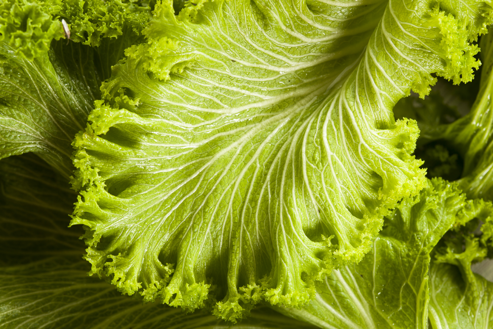 mustard greens Farm Fresh Washington